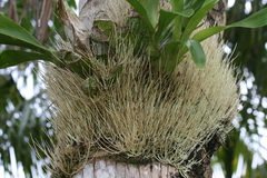 Grammatophyllum elegans