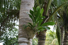 Grammatophyllum elegans