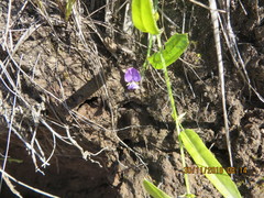 Psoralea asarina