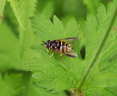Chrysotoxum fasciolatum