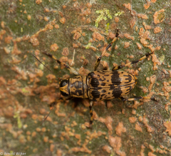 Acorynus cylindricus