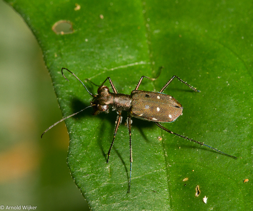 Subgenus Ifasina · iNaturalist