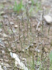 Festuca filiformis