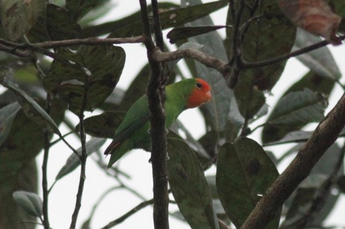 Red-headed Lovebird