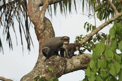 Cercopithecus neglectus