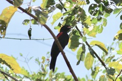 Campephaga phoenicea