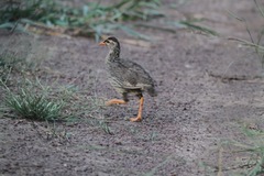 Pternistis icterorhynchus
