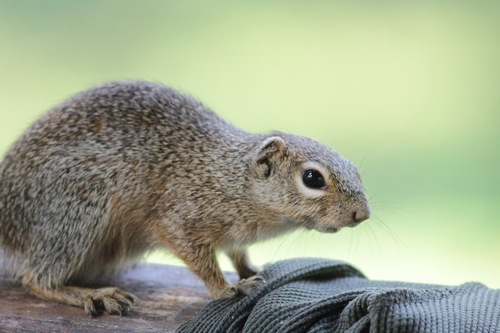 Gambian Sun Squirrel