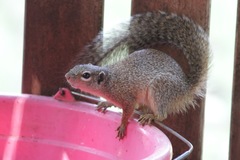 Heliosciurus gambianus
