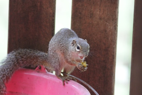 Gambian Sun Squirrel