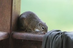 Heliosciurus gambianus