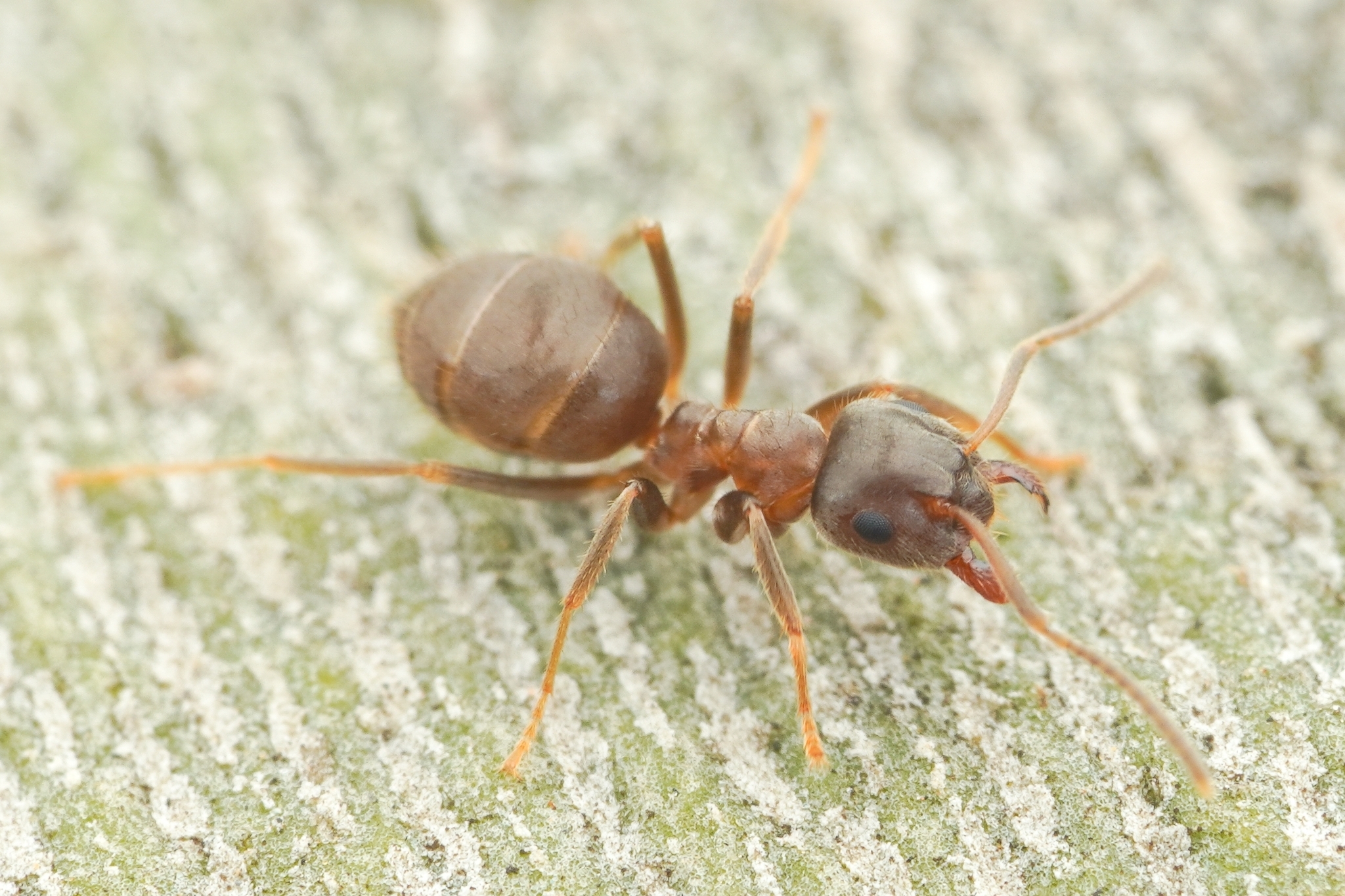 Lasius chinensis