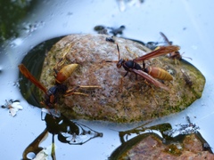 Polistes comanchus comanchus