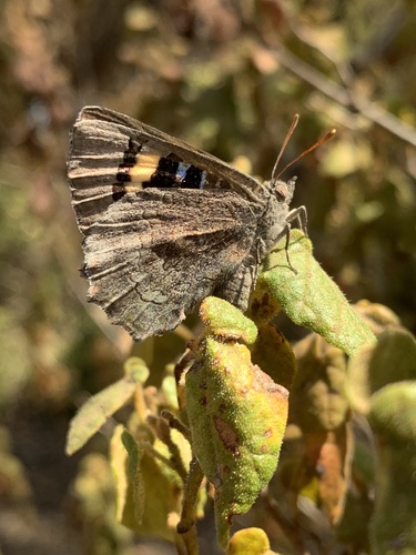 Ogyris otanes