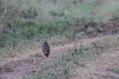 Pternistis icterorhynchus