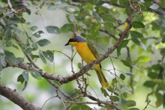 Telophorus sulfureopectus