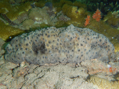 Stichopus