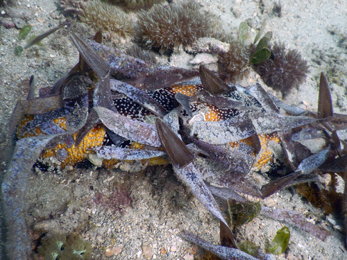 Bohadschia subrubra