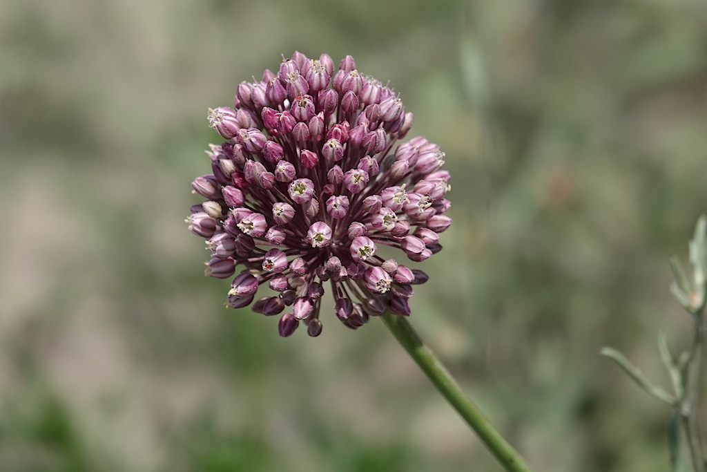 Allium Subg. Allium