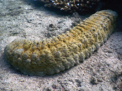 Stichopus herrmanni Semper, 1868