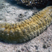 Herrmann's Sea Cucumber - Photo (c) Ewout Knoester, some rights reserved (CC BY-NC), uploaded by Ewout Knoester