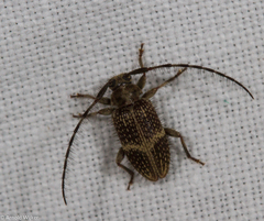 Exocentrus alboguttatus