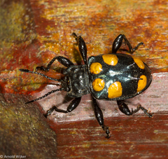 Spathomeles anaglyptus