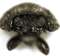 Telsimia subviridis