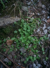 Hesperocodon hederaceus