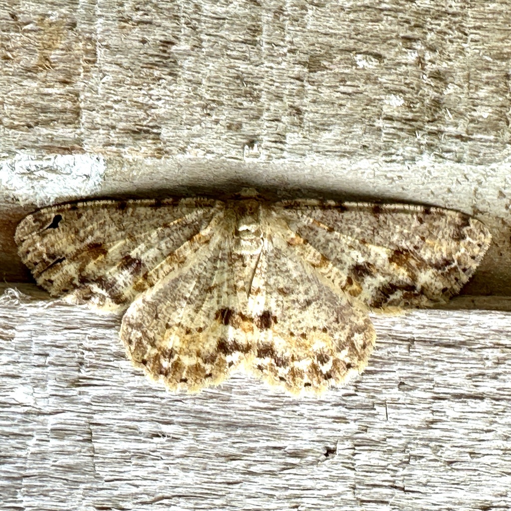 Alcis papuensis