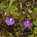 Utricularia monanthos - Photo (c) Reiner Richter,  זכויות יוצרים חלקיות (CC BY-NC-SA), הועלה על ידי Reiner Richter