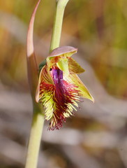 Calochilus herbaceus
