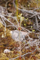 Calochilus herbaceus