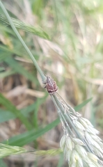 Iptergonus cionoides