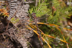 Archipetalia auriculata