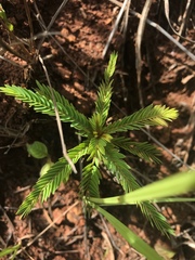 Phyllanthus saffordii