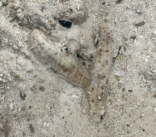 Holothuria arenicola observed 2023-06-06