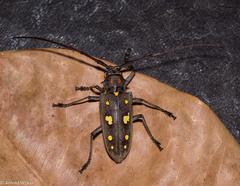 Batocera rubus