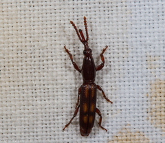 Brentinae