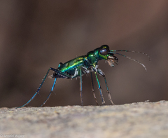 Cylindera versicolor