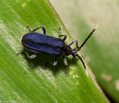 Ischalia indigacea