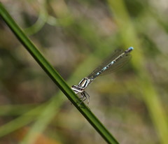 Austrocoenagrion lyelli