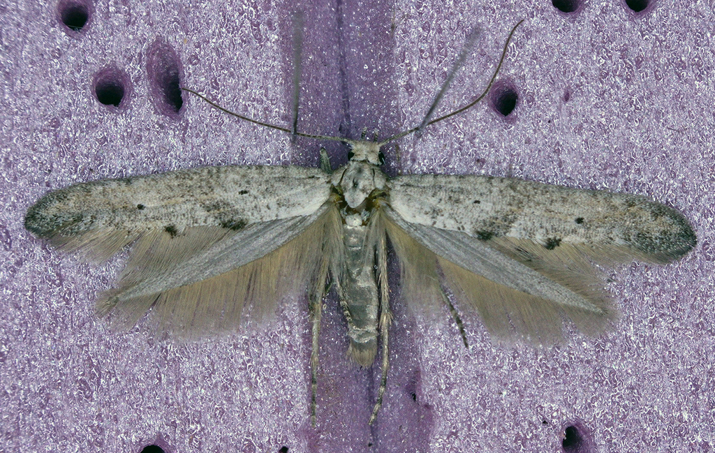 Ochromolopis ramapoella