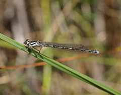 Austrocoenagrion lyelli