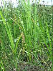 Carex paleacea