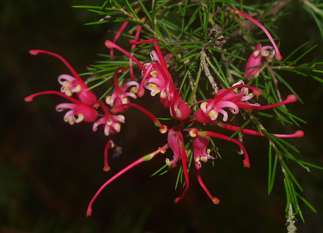 Grevillea
