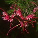 Grevillea - Photo (c) Mike Lusk,  זכויות יוצרים חלקיות (CC BY-NC), uploaded by Mike Lusk