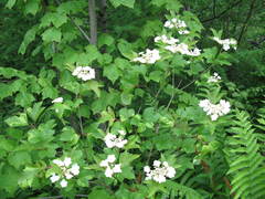 Viburnum trilobum image