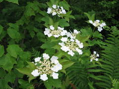 Viburnum trilobum image