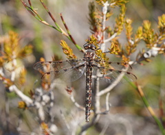 Archipetalia auriculata